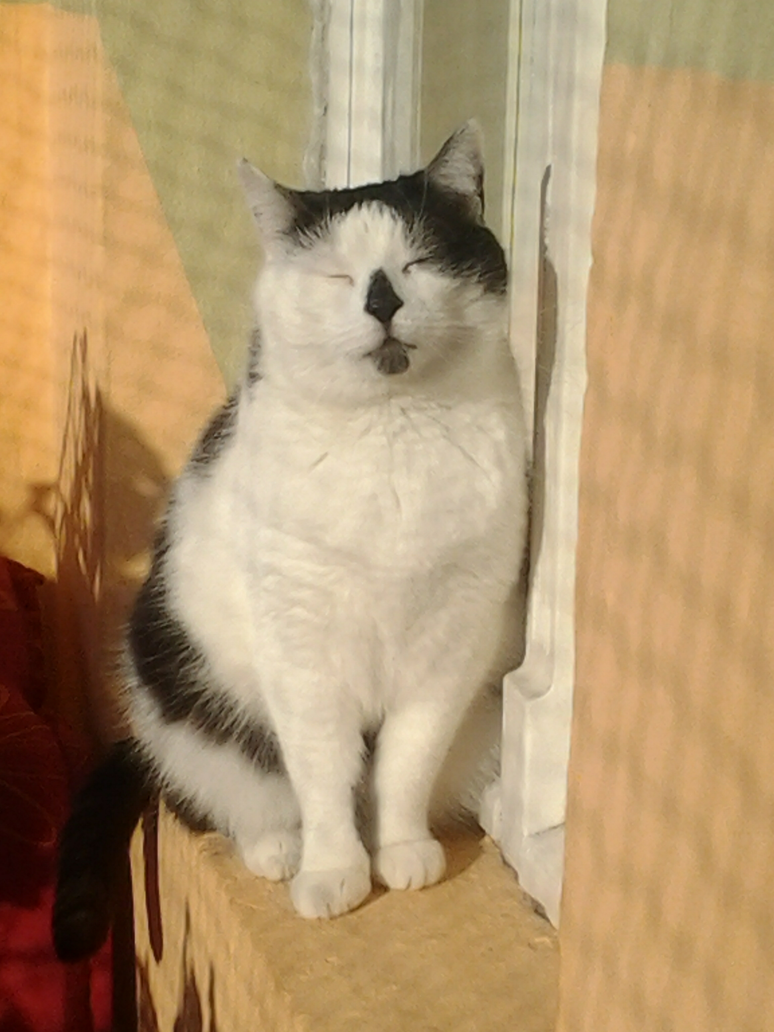 Molly 1