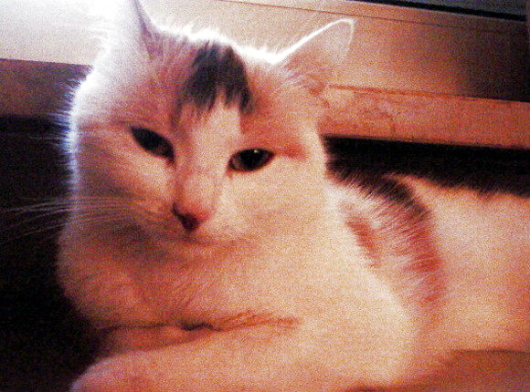 Lilli 7