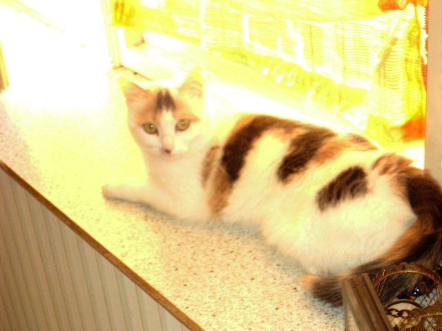 Lilli