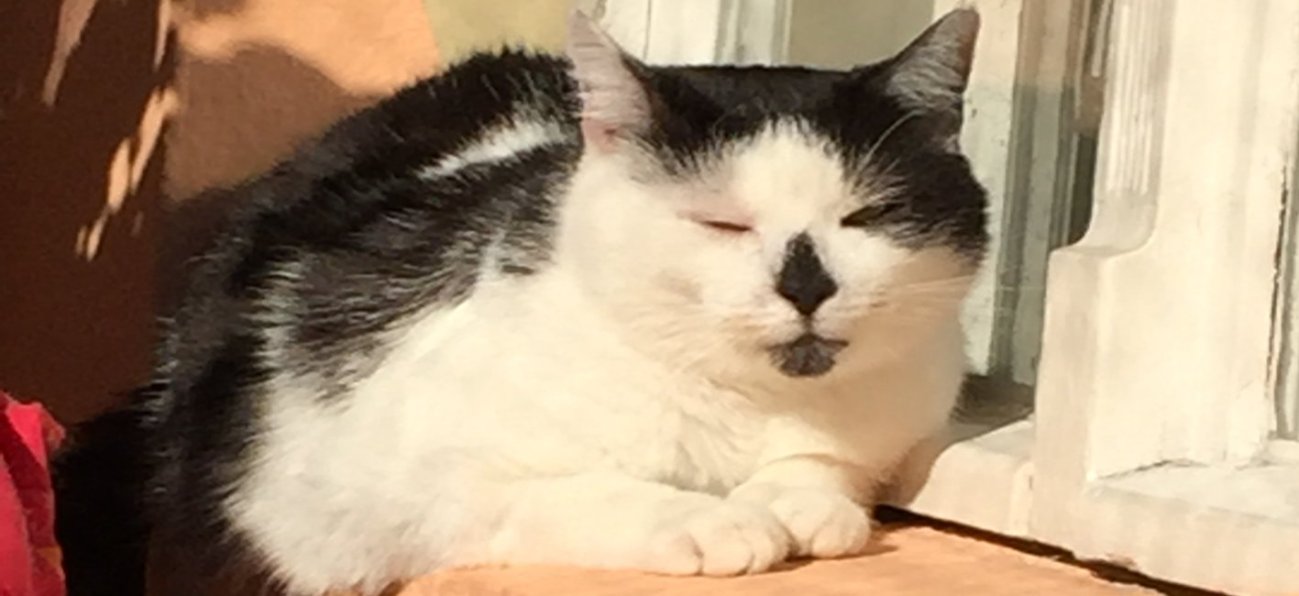 Molly blinzelt in der Sonne